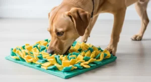 Read more about the article DIY Snuffle Mat Without Rubber Mat: Step-by-Step Guide
