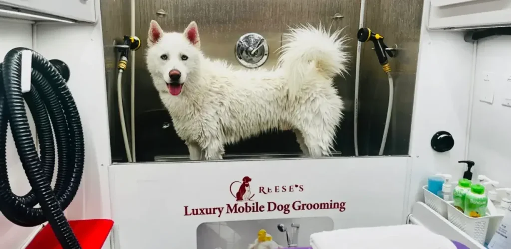 Reese's Dog Grooming