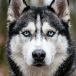 125+ Rare & Unique Blue-Eyed Dog Names (With Meanings)