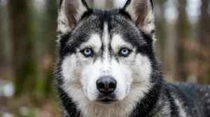 Read more about the article 125+ Rare & Unique Blue-Eyed Dog Names (With Meanings)