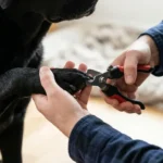 How to Trim Black Dog Nails Safely: A Step-by-Step Guide for Beginners