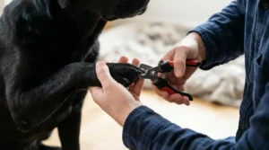 Read more about the article How to Trim Black Dog Nails Safely: A Step-by-Step Guide for Beginners