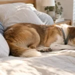 Why Does My Dog Sleep with His Butt Facing Me? The Real Meaning