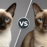 Siamese vs Tonkinese: Complete Comparison Guide