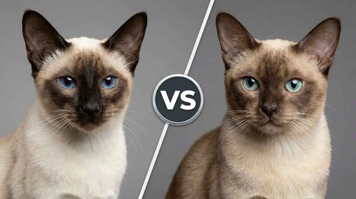 You are currently viewing Siamese vs Tonkinese: Complete Comparison Guide
